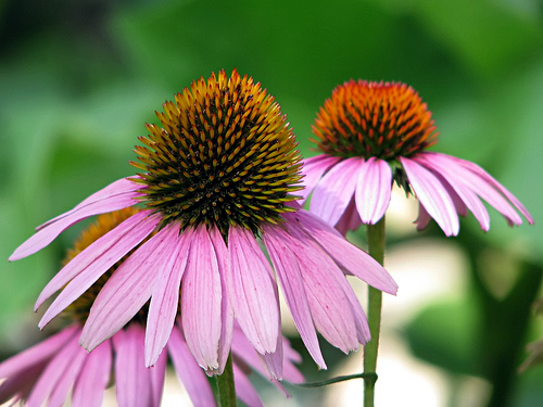 گیاه اکاسینه برای درمان گیاهی تبخال تناسلی - قلقلی خان گیاه اکاسینه برای درمان گیاهی تبخال تناسلی - قلقلی خان