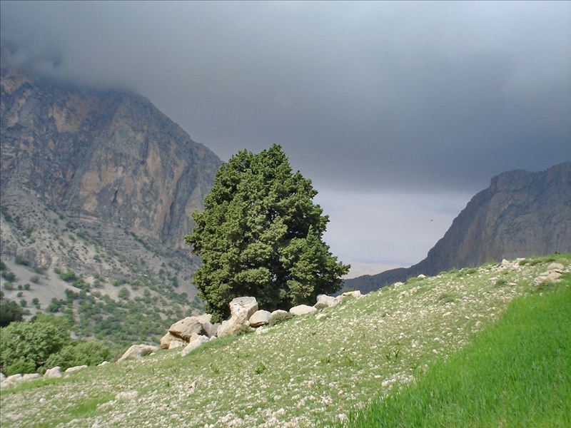 سرورکوهی برای درمان گیاهی تبخال تناسلی - قلقلی خان سرورکوهی برای درمان گیاهی تبخال تناسلی - قلقلی خان