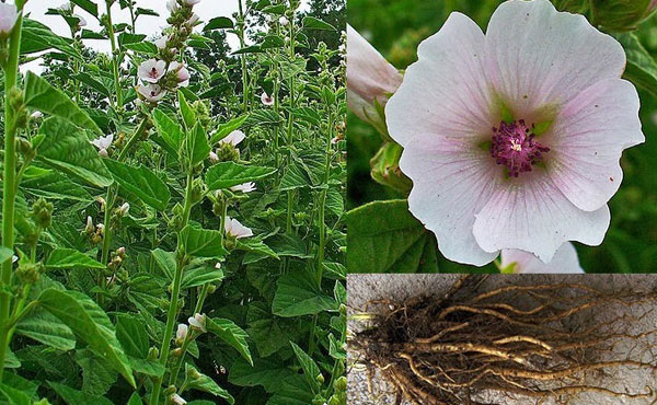 گل ختمی برای درمان گیاهی تبخال تناسلی - قلقلی خان گل ختمی برای درمان گیاهی تبخال تناسلی - قلقلی خان