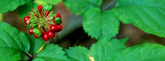 گیاه جینسنگ برای بزرگ کردن آلت تناسلی - قلقلی خان