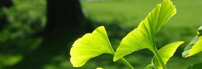 گیاه چهل سکه برای افزایش سایز آلت تناسلی - قلقلی خان